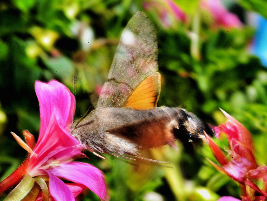 Macroglossa stellatarum